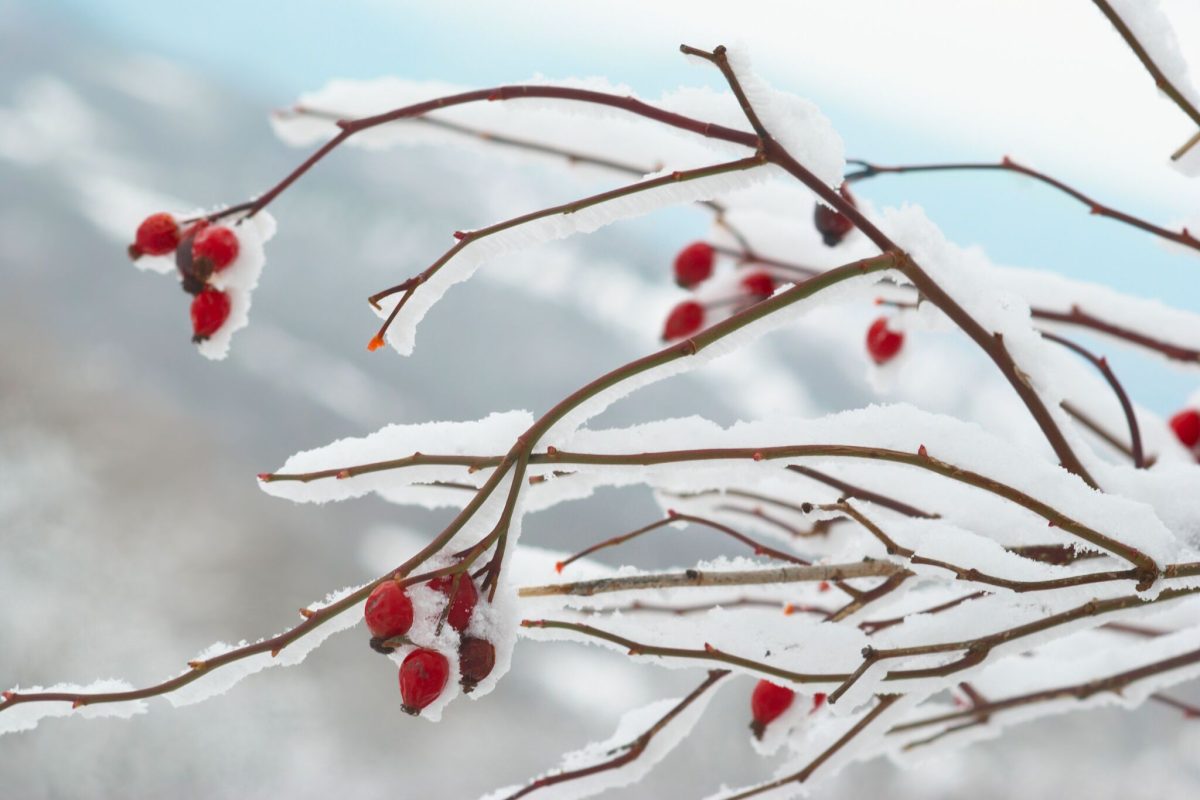 Ice covered red hips in winter forest.
